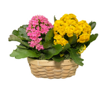 Flower Basket