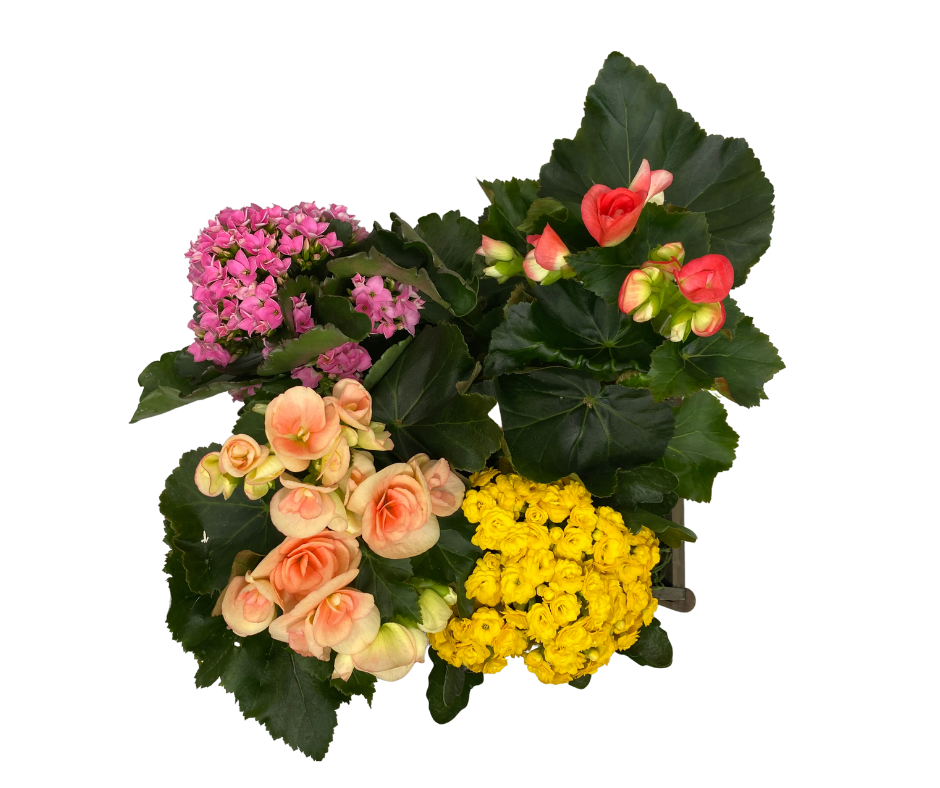Lovely Plants