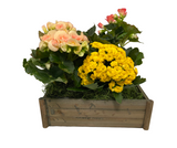 Lovely Plants