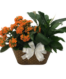 Sympathy Planter