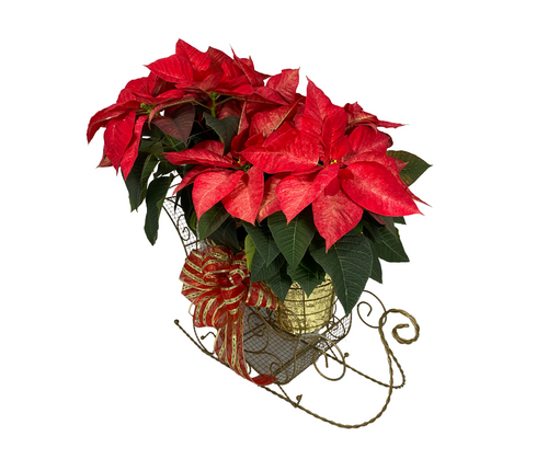 Holiday Joy Gift Basket With Poinsettia Plants